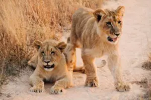 Zimbabwe reis op maat - Around the World Travel