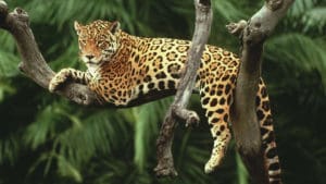 Jaguar Around The World Travel