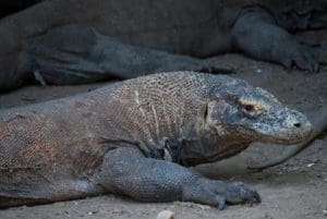 Day 13. Komodo Around The World Travel