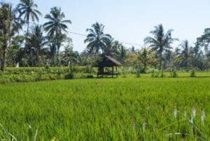 Day 17. Tetebatu Around The World Travel
