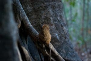 Day 18. Tangkoko Around The World Travel
