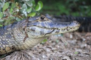 Kaaiman Pantanal Around The World Travel