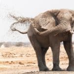 Botswana Reis op maat - Around the World Travel
