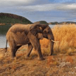Rondreis Zuidelijk Afrika - Around The World Travel