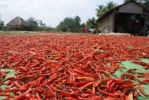 Peppers in Cambodja Around The World Travel