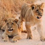 Zimbabwe reis op maat - Around the World Travel