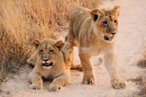 Zimbabwe reis op maat - Around the World Travel