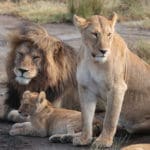 Reis 1 dag 4 Serengeti Tanzania Around The World Travel