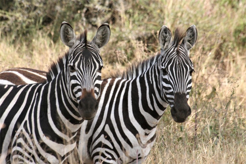 Reis 1 dag 7 Ngorongoro Tanzania Around The World Travel
