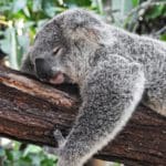 Australie reis op maat Around The World Travel The World Travel