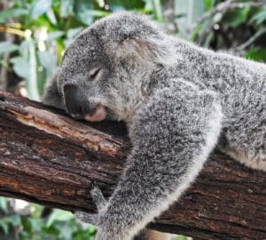 Australie reis op maat Around The World Travel The World Travel
