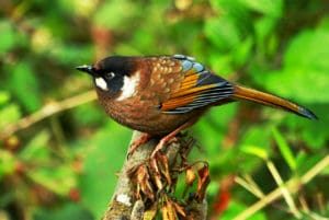 Chitwan Jungle safari - Around The World Travel
