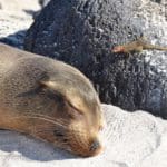 rondreis galapagos Around The World Travel