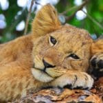 Ishasha - leeuwen spotten | rondreis Oeganda met Around The World Travel
