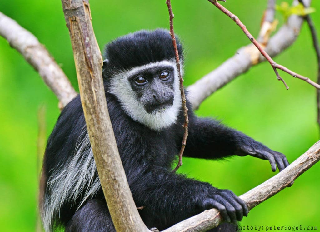 Kibale - Black and white colobus trekking | rondreis Oeganda met Around The World Travel