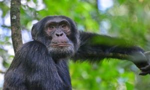 Kibale - Chimpansee trekking | rondreis Oeganda met Around The World Travel