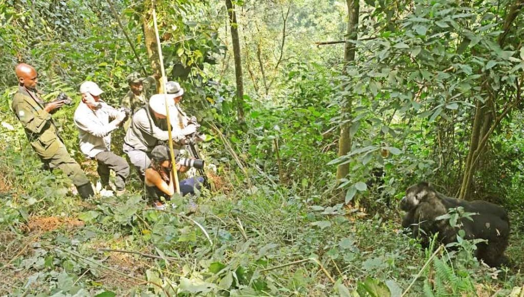 Safari in Uganda - Gorilla and chimpansee trek | rondreis Oeganda met Around The World Travel
